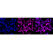 LifeSab™ KD-Validated ZFH Rabbit mAb (20 μl)