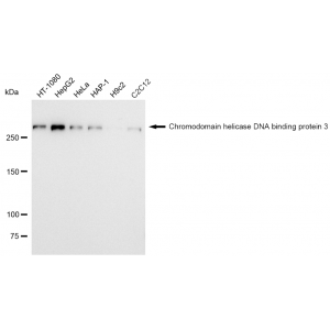 LifeSab™ KD-Validated ZFH Rabbit mAb (20 μl)