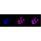 LifeSab™ KD-Validated EHMT2 Rabbit mAb (20 μl)