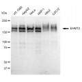 LifeSab™ KD-Validated EHMT2 Rabbit mAb (20 μl)