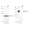 LifeSab™ KD-Validated EHMT2 Rabbit mAb (20 μl)