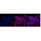 LifeSab™ KD-Validated IKK alpha Rabbit mAb (20 μl)