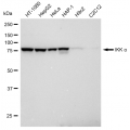 LifeSab™ KD-Validated IKK alpha Rabbit mAb (20 μl)