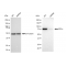 LifeSab™ KD-Validated IKK alpha Rabbit mAb (20 μl)