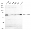 LifeSab™ KD-Validated Albumin Rabbit mAb (20 μl)