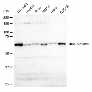 LifeSab™ KD-Validated Albumin Rabbit mAb (20 μl)