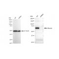 LifeSab™ KD-Validated Albumin Rabbit mAb (20 μl)