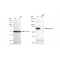 LifeSab™ KD-Validated Albumin Rabbit mAb (20 μl)