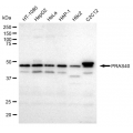 LifeSab™ KD-Validated PRAS40 Rabbit mAb (20 μl)