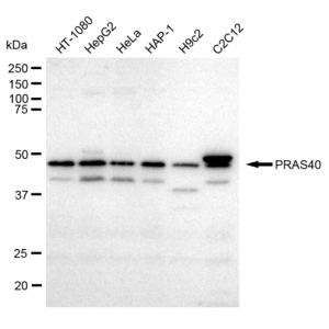 LifeSab™ KD-Validated PRAS40 Rabbit mAb (20 μl)