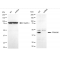 LifeSab™ KD-Validated PRAS40 Rabbit mAb (20 μl)