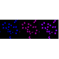 LifeSab™ KD-Validated CD163 Rabbit mAb (20 μl)