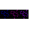 LifeSab™ KD-Validated CD163 Rabbit mAb (20 μl)