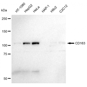 LifeSab™ KD-Validated CD163 Rabbit mAb (20 μl)