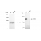 LifeSab™ KD-Validated CD163 Rabbit mAb (20 μl)