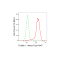 LifeSab™ KD-Validated Flotillin 1 Rabbit mAb (20 μl)