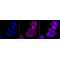 LifeSab™ KD-Validated Flotillin 1 Rabbit mAb (20 μl)