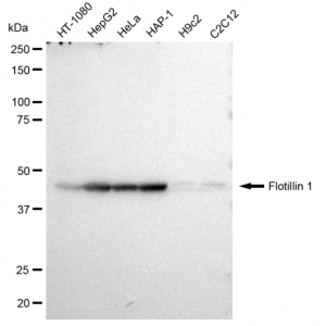 LifeSab™ KD-Validated Flotillin 1 Rabbit mAb (20 μl)