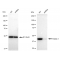 LifeSab™ KD-Validated Flotillin 1 Rabbit mAb (20 μl)