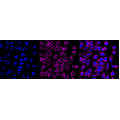 LifeSab™ KD-Validated CLPP Rabbit mAb (20 μl)