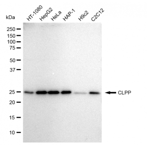 LifeSab™ KD-Validated CLPP Rabbit mAb (20 μl)