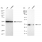 LifeSab™ KD-Validated CLPP Rabbit mAb (20 μl)