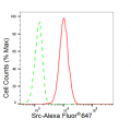 LifeSab™ KD-Validated Src Rabbit mAb (20 μl)