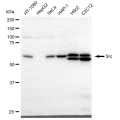 LifeSab™ KD-Validated Src Rabbit mAb (20 μl)