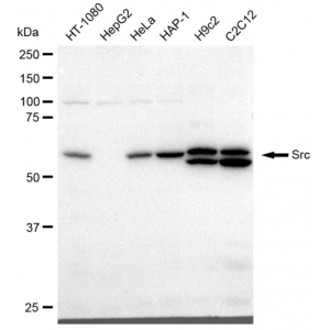 LifeSab™ KD-Validated Src Rabbit mAb (20 μl)