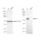 LifeSab™ KD-Validated Src Rabbit mAb (20 μl)