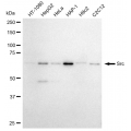 LifeSab™ KD-Validated Src Rabbit mAb (20 μl)