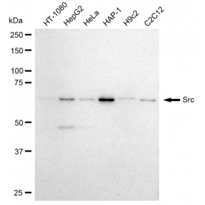 LifeSab™ KD-Validated Src Rabbit mAb (20 μl)