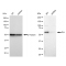 LifeSab™ KD-Validated Src Rabbit mAb (20 μl)