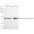 LifeSab™ KD-Validated BMP6 Rabbit mAb (20 μl)