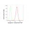 LifeSab™ KD-Validated AQP1 Rabbit mAb (20 μl)