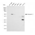 LifeSab™ KD-Validated AQP1 Rabbit mAb (20 μl)