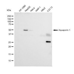 LifeSab™ KD-Validated AQP1 Rabbit mAb (20 μl)