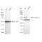 LifeSab™ KD-Validated AQP1 Rabbit mAb (20 μl)