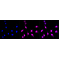 LifeSab™ KD-Validated LAMP2 Rabbit mAb (20 μl)