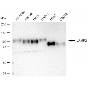 LifeSab™ KD-Validated LAMP2 Rabbit mAb (20 μl)