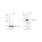 LifeSab™ KD-Validated LAMP2 Rabbit mAb (20 μl)