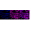 LifeSab™ KD-Validated BubR1 Rabbit mAb (20 μl)