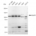 LifeSab™ KD-Validated BubR1 Rabbit mAb (20 μl)