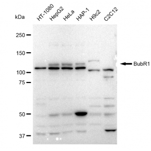 LifeSab™ KD-Validated BubR1 Rabbit mAb (20 μl)