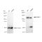 LifeSab™ KD-Validated BubR1 Rabbit mAb (20 μl)