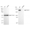 LifeSab™ KD-Validated Tuberin Rabbit mAb (20 μl)