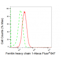 LifeSab™ KD-Validated FTH1 Rabbit mAb (20 μl)