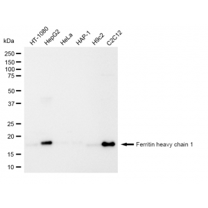 LifeSab™ KD-Validated FTH1 Rabbit mAb (20 μl)