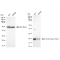 LifeSab™ KD-Validated FTH1 Rabbit mAb (20 μl)