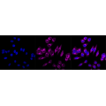 LifeSab™ KD-Validated Phospho-GSK3B (Ser9) Rabbit mAb (20 μl)